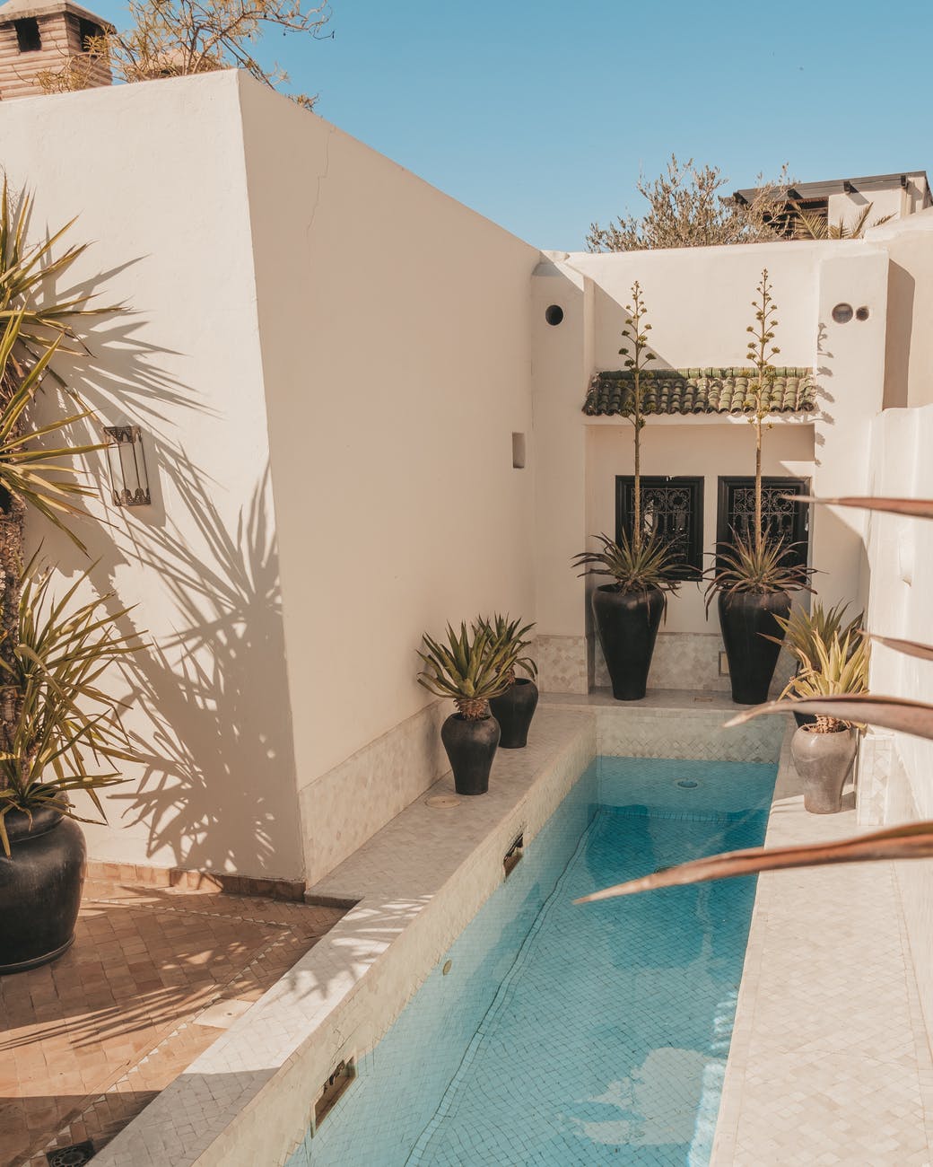 green potted plant beside swimming pool